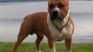 Ameriški staffordshire terrier - opis pasme